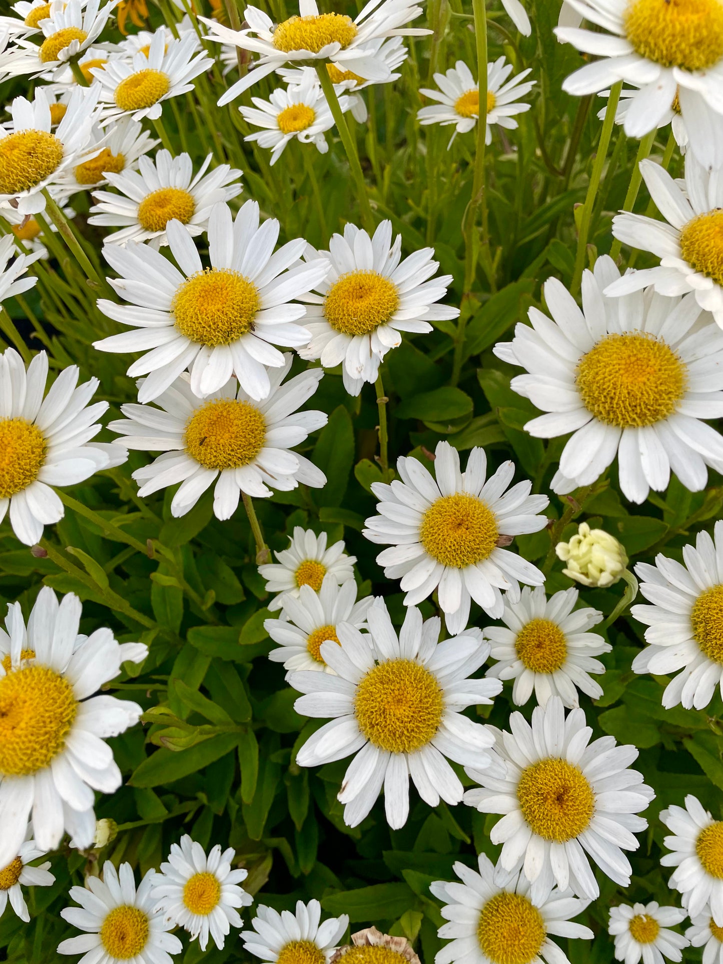 Summer Flowers